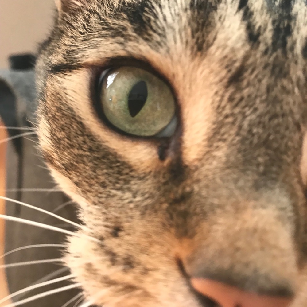 Meet your Posher, Chloë
